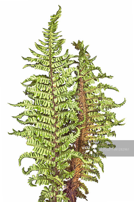 硬叶蕨类植物图片素材