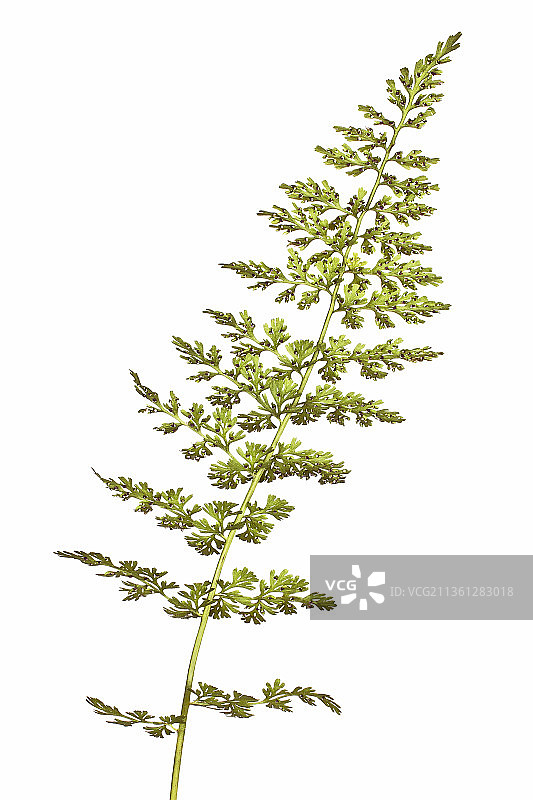 蕨类植物，耐寒蕨类植物，高山囊果蕨图片素材