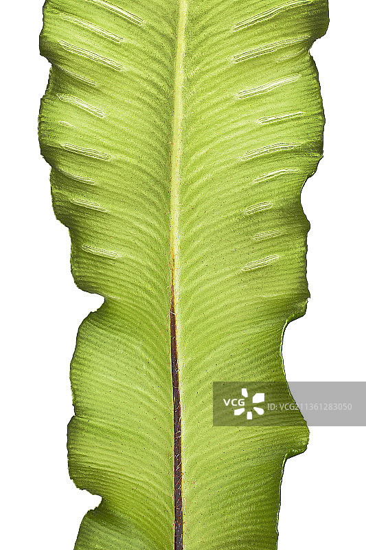 蕨类植物，铁线蕨，Asplenium scolopendrium图片素材