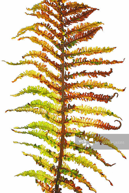 蕨类植物，耐寒蕨图片素材