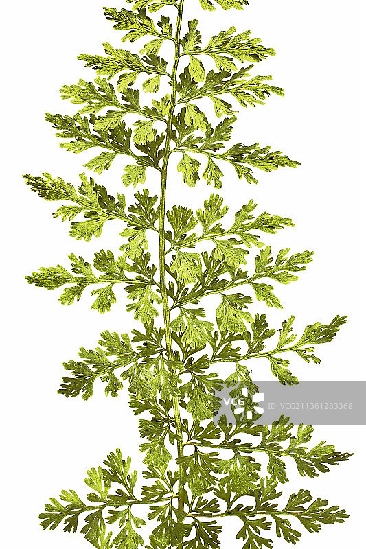 蕨类植物，耐寒蕨类植物，高山囊果蕨图片素材