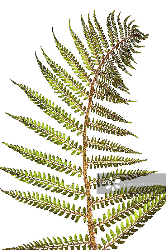 ‘Plumosum Bevis’ 鳞毛蕨图片素材