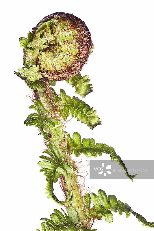 亲缘复叶耳蕨类植物图片素材
