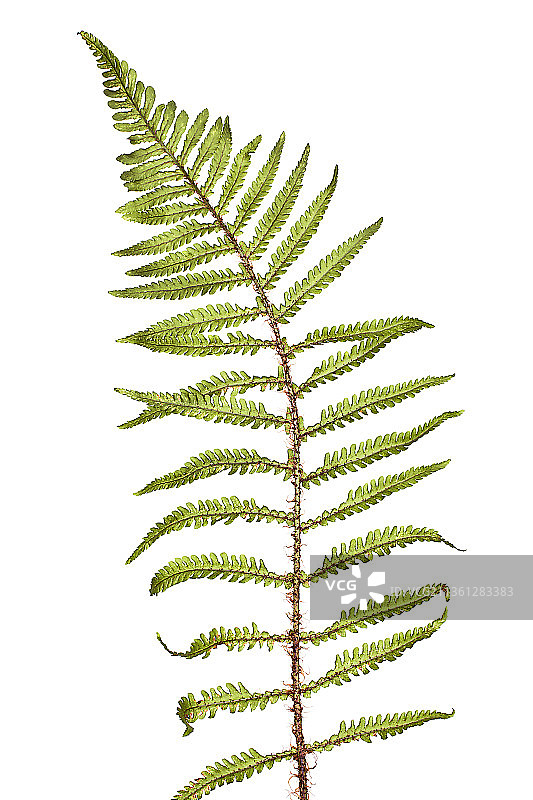 亲缘复叶耳蕨图片素材