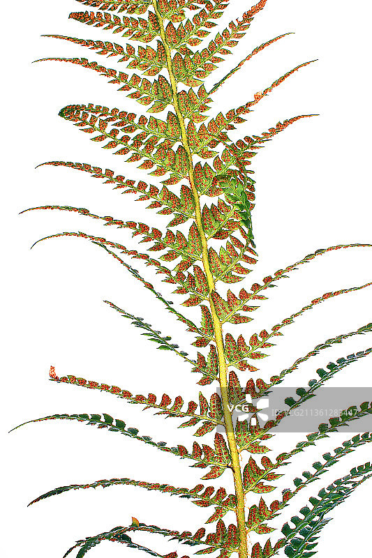 蕨类植物：刺齿复叶耳蕨图片素材