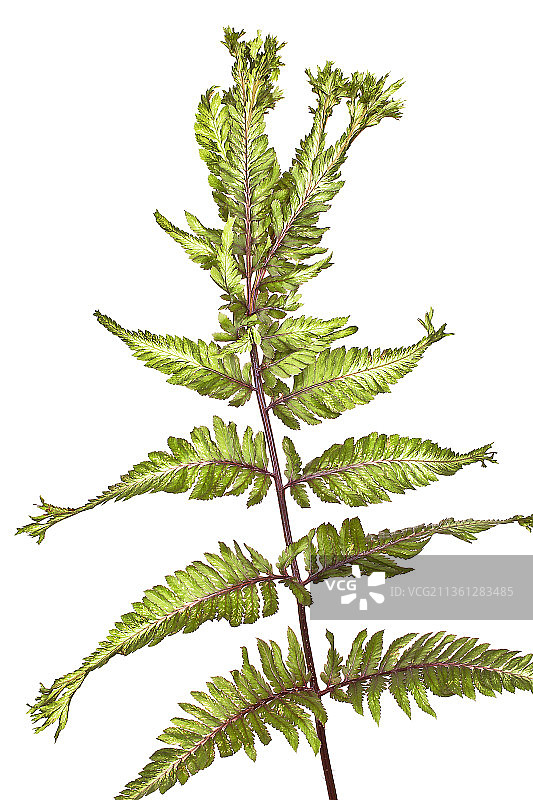 日本画蕨图片素材