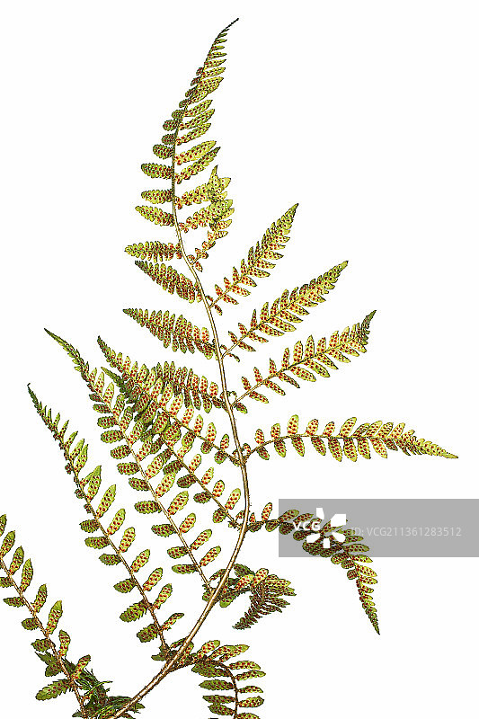 蕨类植物：耐寒红叶蕨图片素材