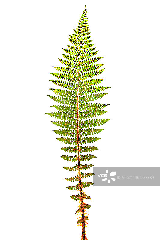 蕨类植物，硬叶蕨，棕毛鳞毛蕨图片素材