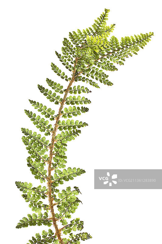 蕨类植物图片素材