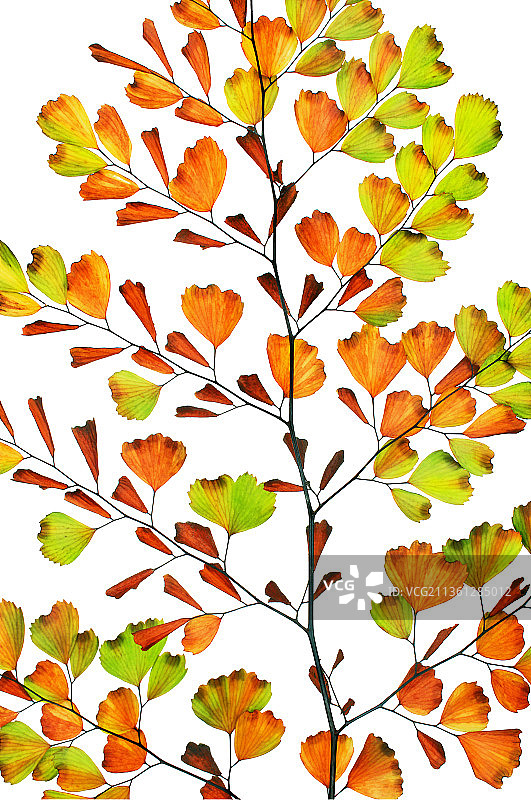 铁线蕨图片素材