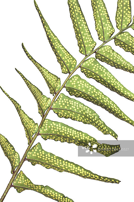 蕨类植物，耐寒蕨类植物，贯众图片素材