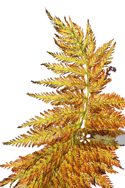 女性胸骨腓骨“plummosum”图片素材