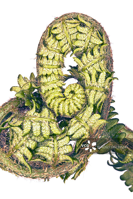 蕨类植物图片素材