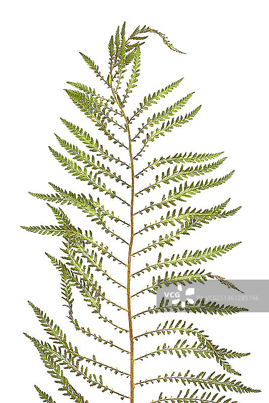 耐寒蕨类图片素材