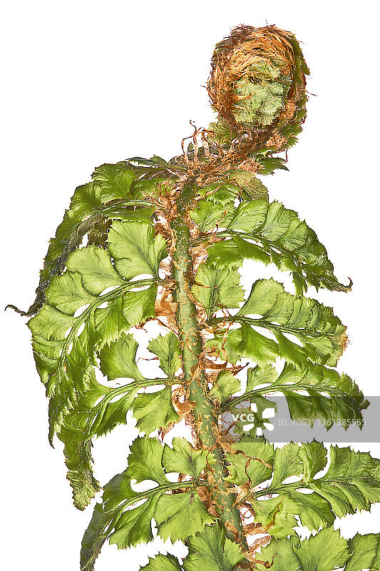 耐寒蕨类植物图片素材