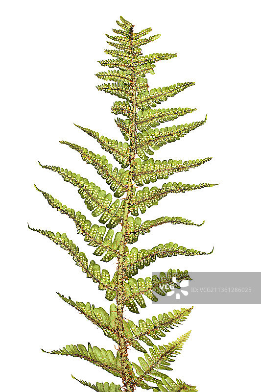 耐寒蕨类植物图片素材