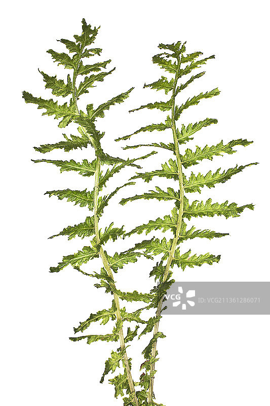 落新妇蕨图片素材