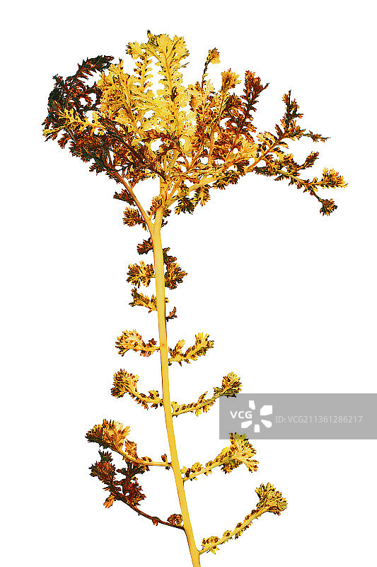 蕨类植物，耐寒蕨类植物，荚果蕨Grandiceps组图片素材