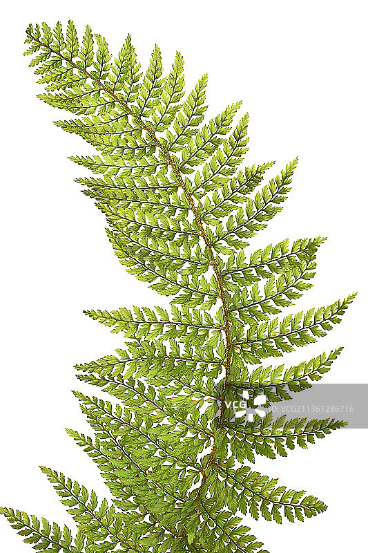 硬叶锯齿铁角蕨图片素材