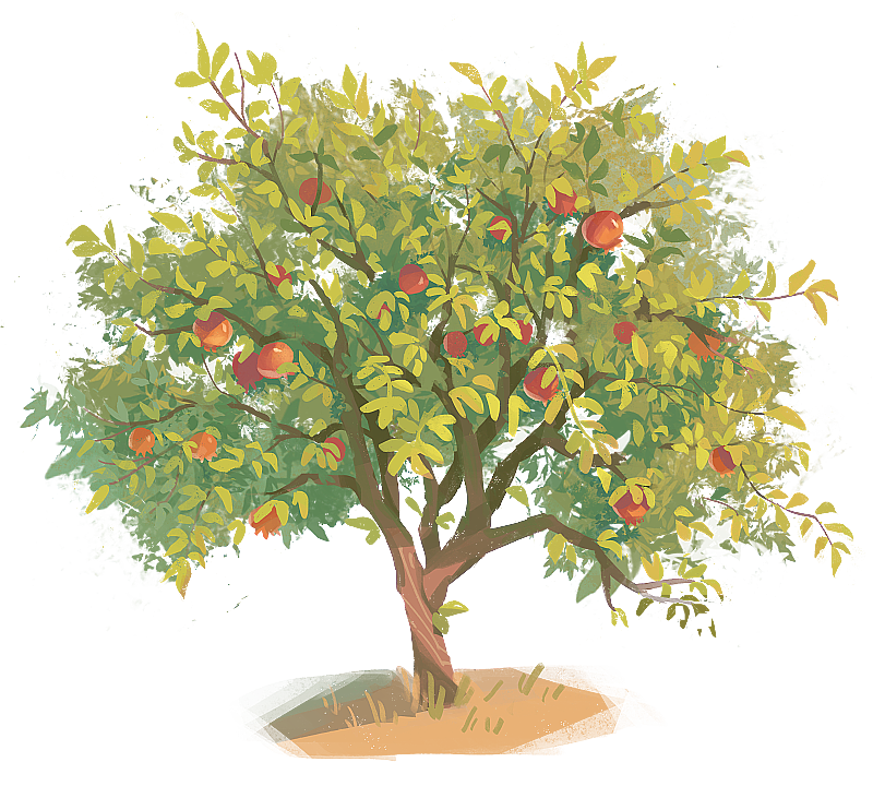 石榴树图片素材