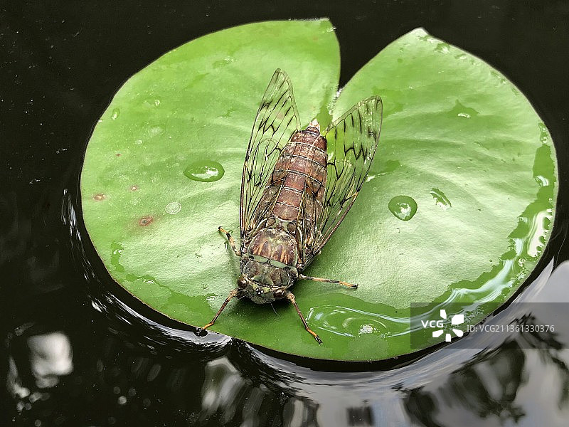 知了特写图片素材