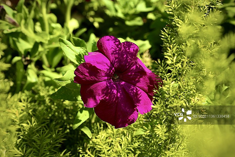 小花矮牵牛：阳光下的内在美图片素材