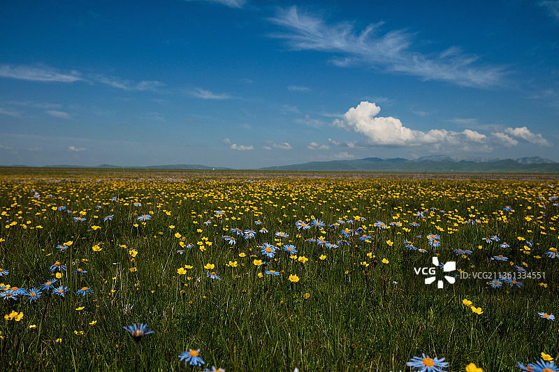 若尔盖草原花海图片素材