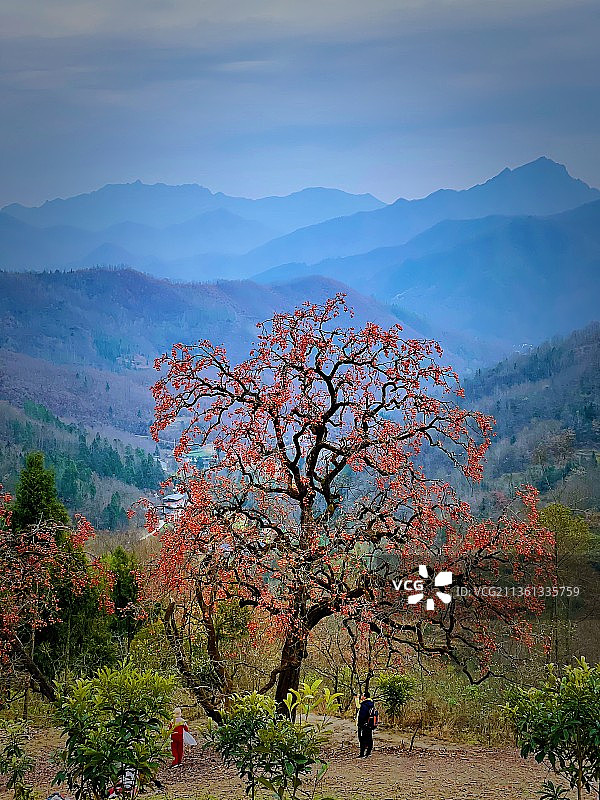 柿子红了图片素材