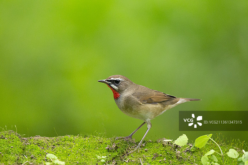 青苔上的红喉歌鸲图片素材