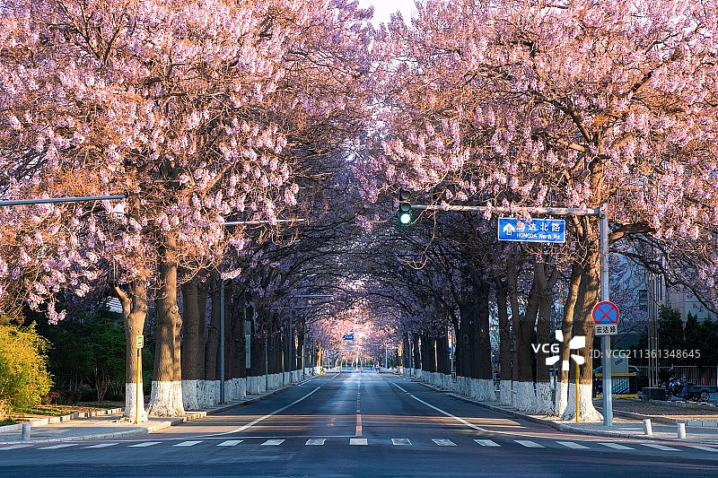 泡桐花行道树街道日出图片素材