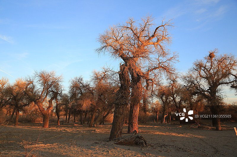 夕阳照耀下的沙漠胡杨图片素材