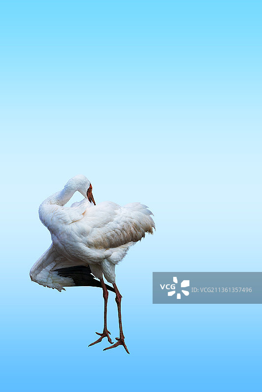 自己给自己理发的鹤图片素材