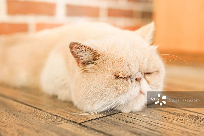 宠物猫加菲猫图片素材