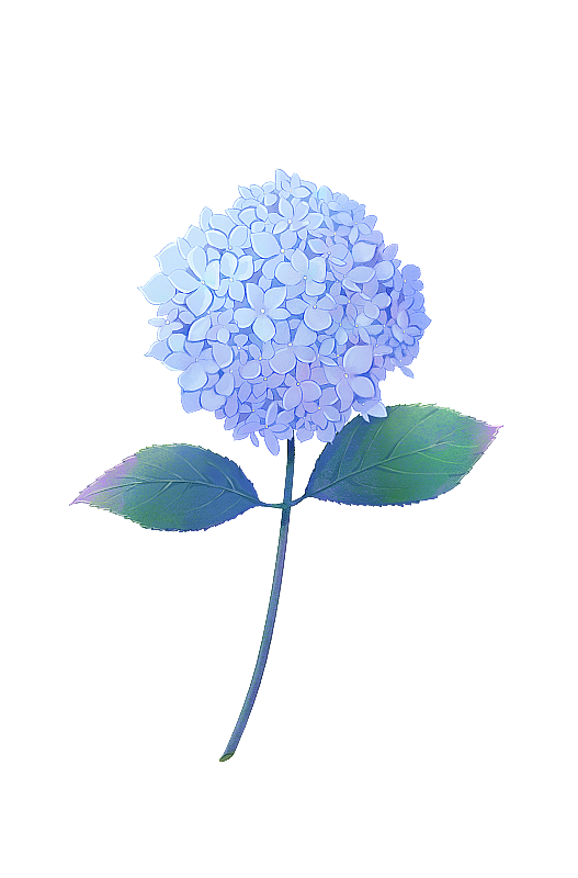 绣球花蓝色图片素材