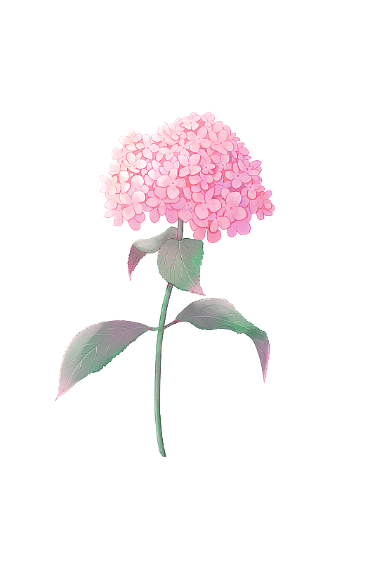 绣球粉色图片素材