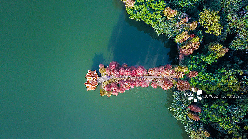 西樵山天湖公园落羽杉图片素材