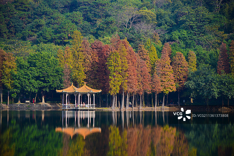 西樵山天湖公园落羽杉图片素材