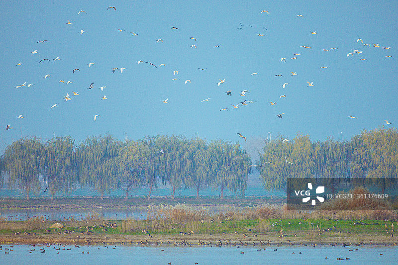 武汉府河湿地候鸟图片素材