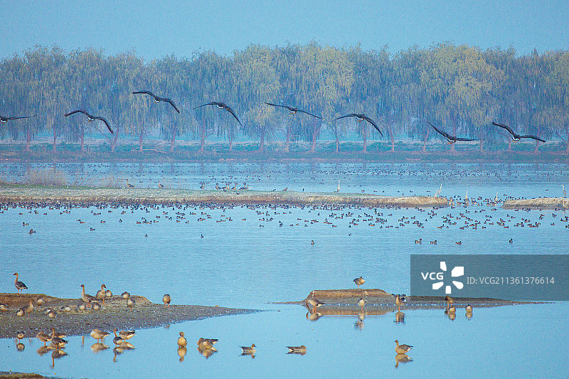 武汉府河湿地候鸟图片素材