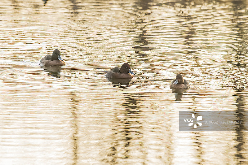 青头潜鸭图片素材