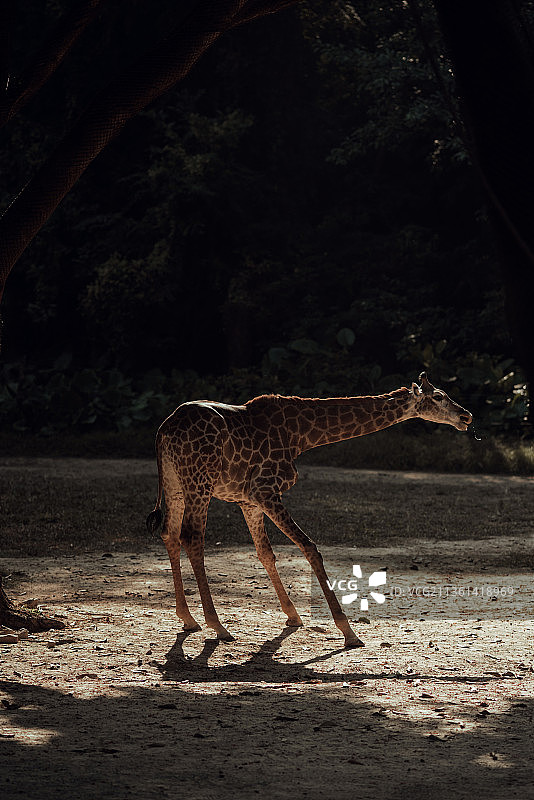 天鹅大象长颈鹿图片素材