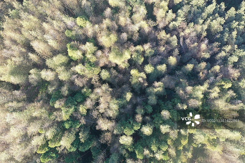 竹林 航拍图片素材