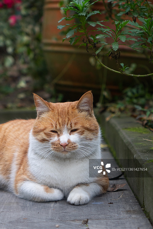 卧在地上休息的猫特写图片素材