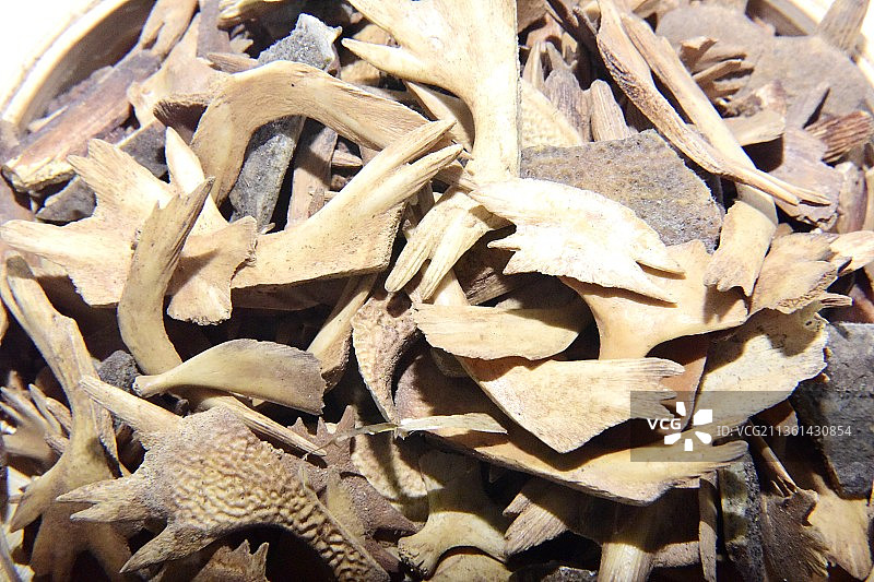 中药材鳖甲图片素材