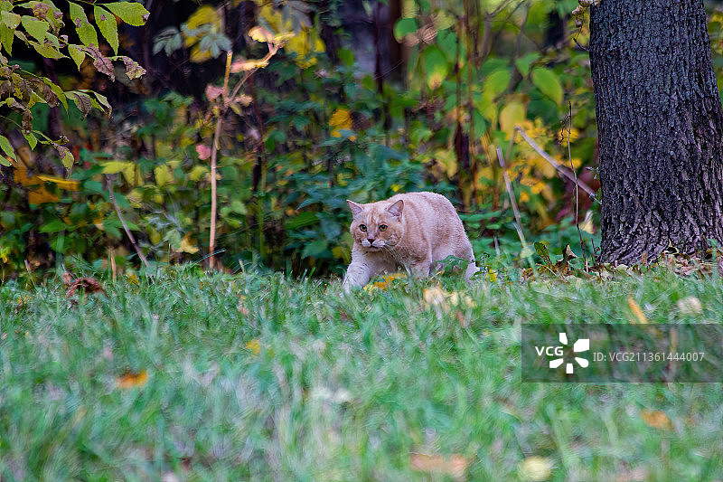 猫咪在俄罗斯公园的草地上捕猎图片素材