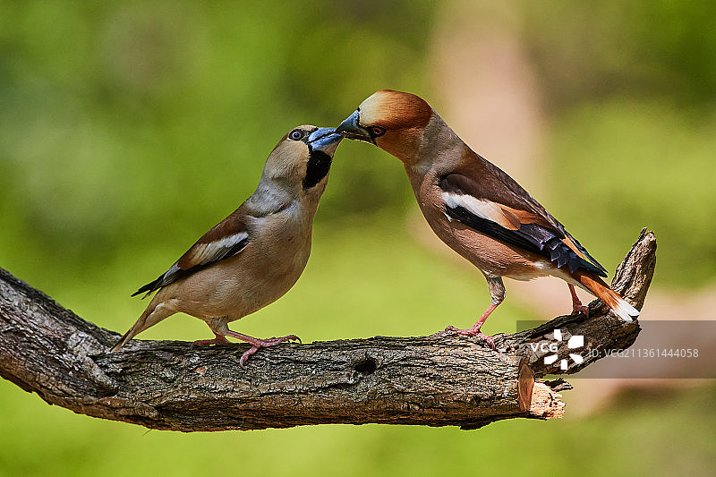 情侣黄雀栖息在树枝上特写图片素材
