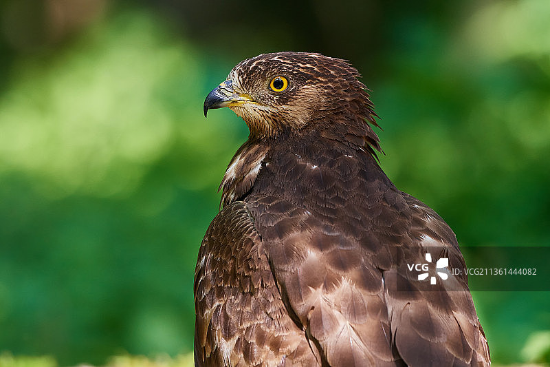 森林中的鸟类画像：蜂鹰的户外栖息特写图片素材