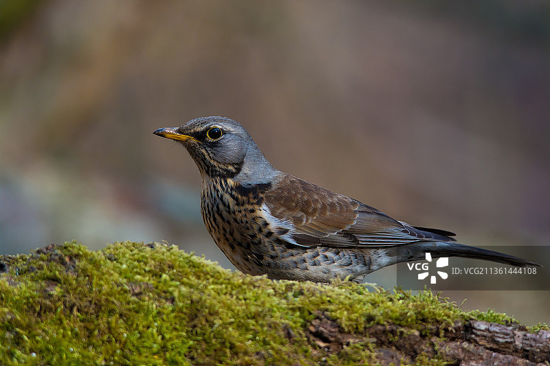 田鸫：栖息在岩石上的歌鸫特写，斯洛伐克图片素材