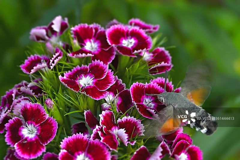 粉红色开花植物特写图片素材