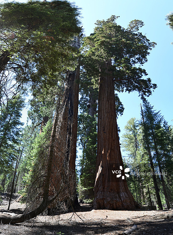 美国加州图莱里县红杉国家公园森林树木仰视图片素材